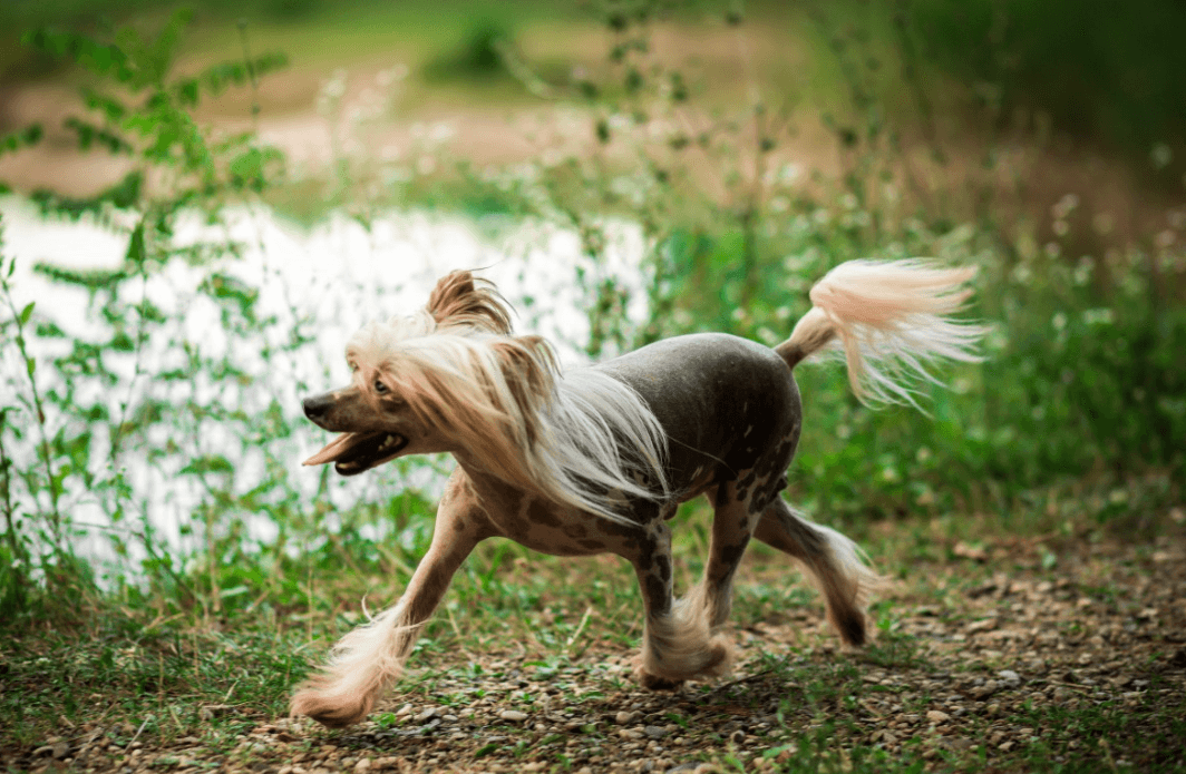 pes brez dlake22